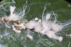 Prociphilus xylostei