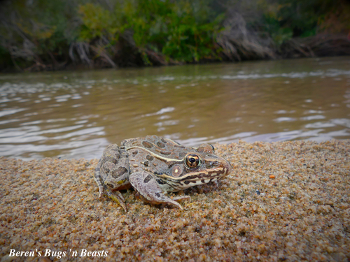 Plains Leopard Frog