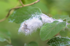 Prociphilus xylostei