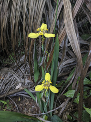 Trimezia steyermarkii