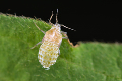 Prociphilus xylostei