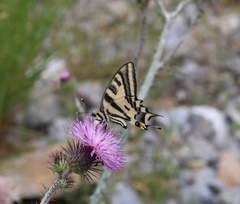 Papilio alexanor