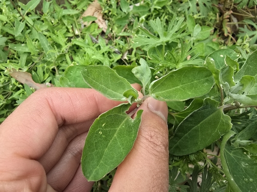 Image of Chenopodium trigonon by (c) Josh, some rights reserved (CC BY)