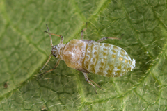 Prociphilus xylostei