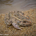 Plains Leopard Frog - Photo (c) Beren Erkan (herper/photographer), some rights reserved (CC BY-NC), uploaded by Beren Erkan (herper/photographer)