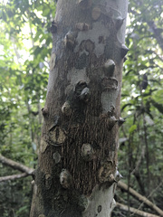 Zanthoxylum martinicense