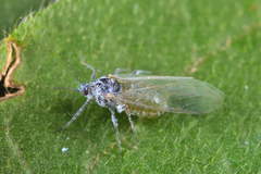 Prociphilus xylostei