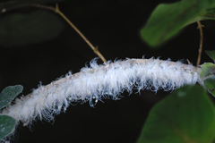 Prociphilus xylostei