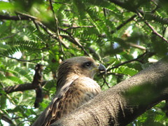 Milvus migrans