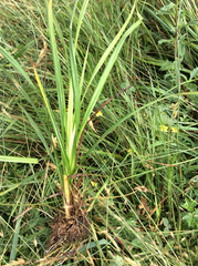 Scirpus sylvaticus