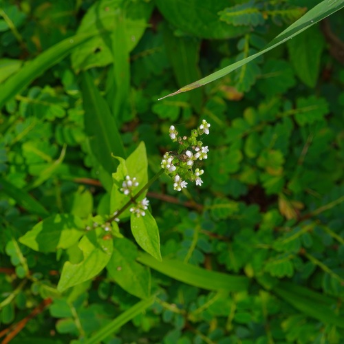 Image of Mitreola petiolata by (c) Michelle W. （鍾偉瑋）, some rights reserved (CC BY)