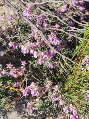 Purple Fan Flower (Guichenotia impudica)