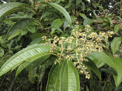 Miconia prasina