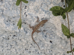 Anolis