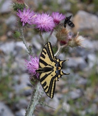 Papilio alexanor