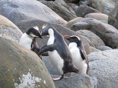 Eudyptes pachyrhynchus