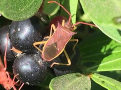 Gonocerus insidiator