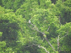 Ducula pistrinaria