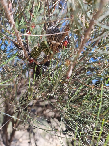 Rock Sheoak (Allocasuarina huegeliana)