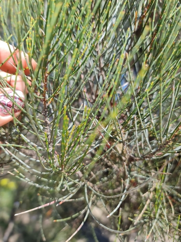 Allocasuarina huegeliana, photograph 4
