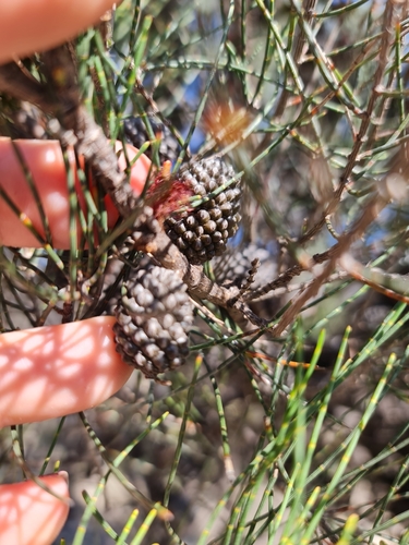 Allocasuarina huegeliana, photograph 5