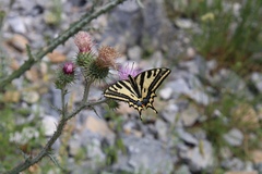 Papilio alexanor