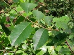 Taphrina