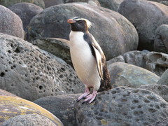 Eudyptes pachyrhynchus