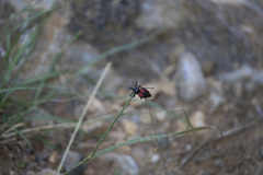 Apiomerus burmeisteri