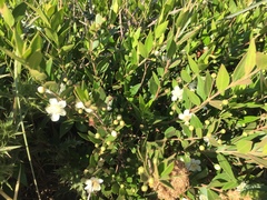 Myrtus communis