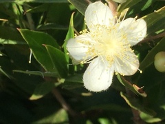 Myrtus communis