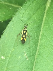 Grypocoris stysi
