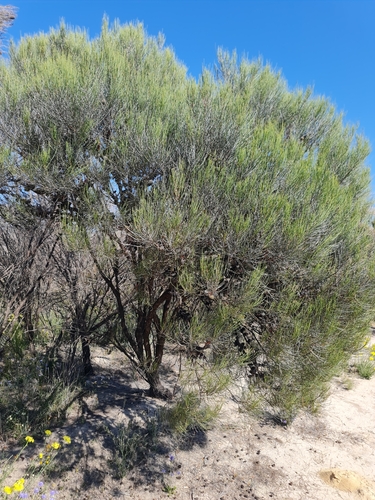 Image of Allocasuarina huegeliana by (c) Belinda Forbes, some rights reserved (CC BY)