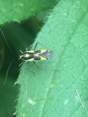 Grypocoris stysi