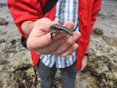 Emoia atrocostata
