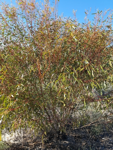 Pastel-barked Mallee (Eucalyptus ecdysiastes)