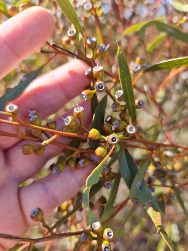 Image of Eucalyptus ecdysiastes by (c) Belinda Forbes, some rights reserved (CC BY)