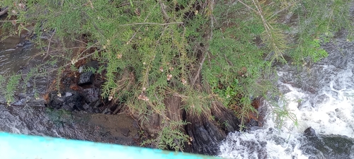 Image of Taxodium mucronatum by (c) Carlos Martínez, some rights reserved (CC BY)
