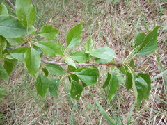 Populus longifolia