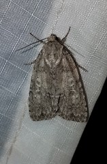 Acronicta immodica