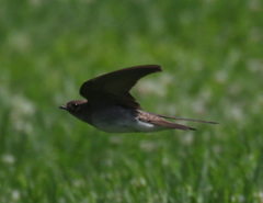 Stelgidopteryx serripennis