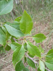 Populus longifolia
