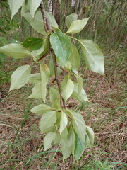 Populus longifolia