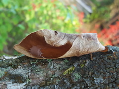 Paralebeda uniformis