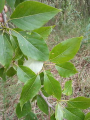 Populus longifolia