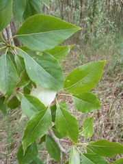 Populus longifolia