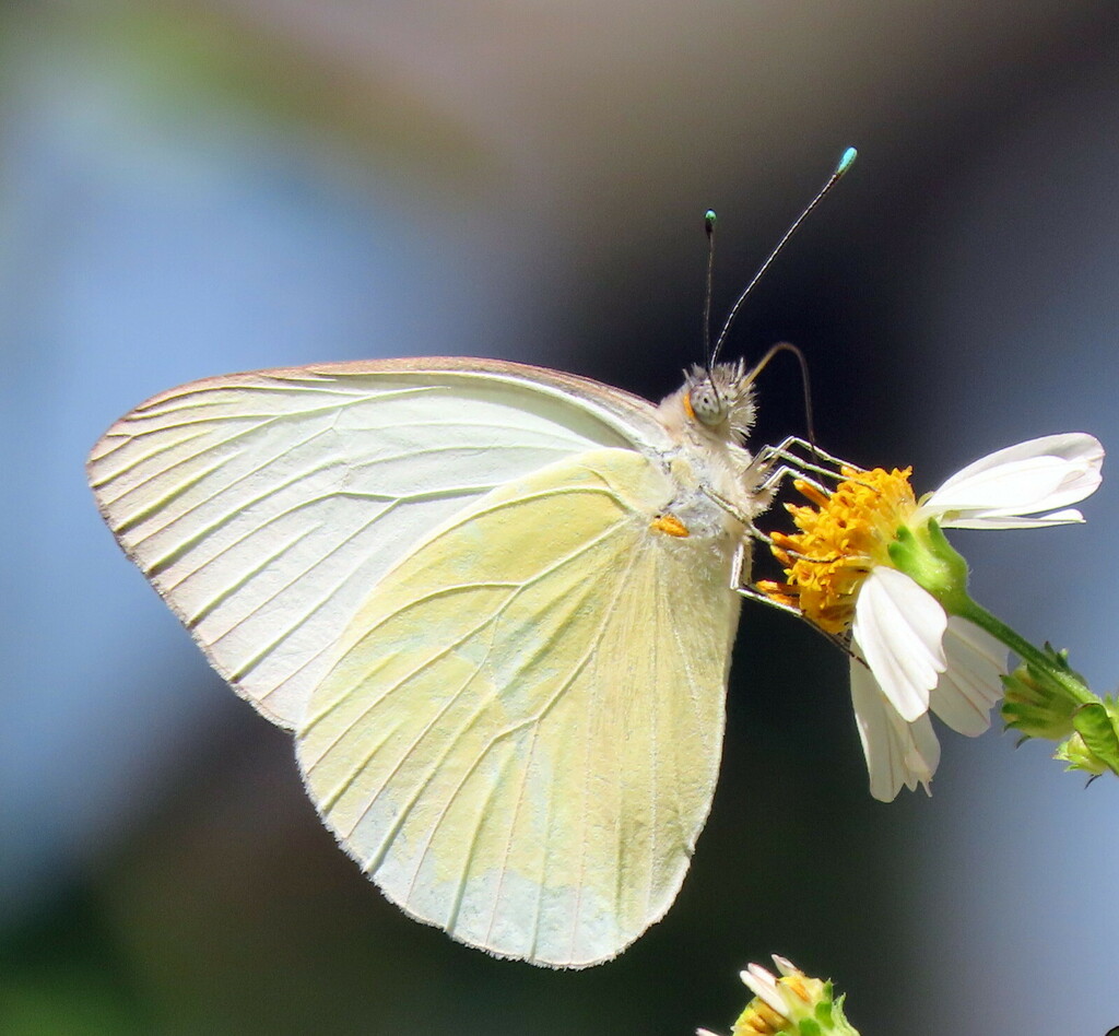 Great Southern White