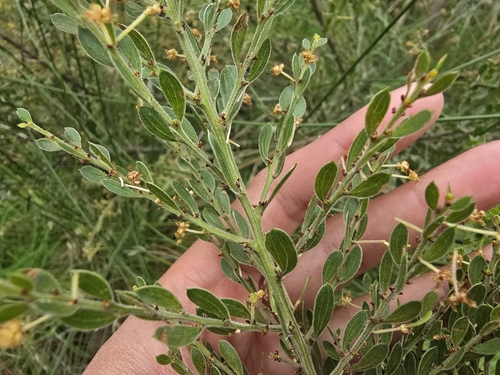Image of Acacia howittii by (c) Josh, some rights reserved (CC BY)