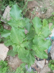 Ocimum gratissimum