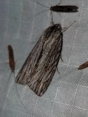 Acronicta lithospila
